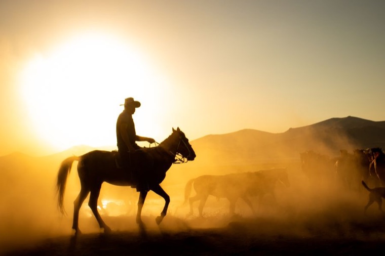 Rancher on horseback driving a herd at dusk